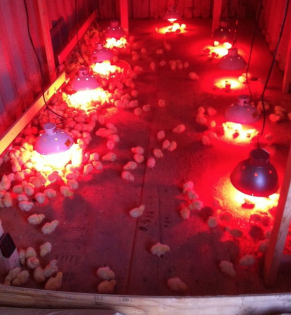Garden Hill First Nation decided to raise chickens
