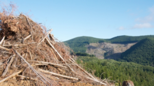 Forest fibres an economic opportunity?