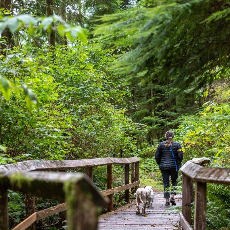 Walking with dogs on the Leiner River Estuary Trail boardwalk, Tahsis.